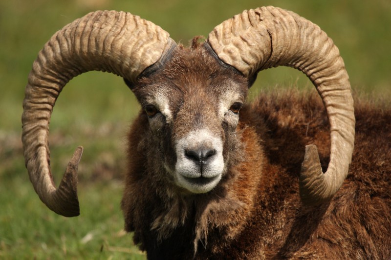 The mouflon, iconic animal