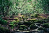 Sentier forêt, source de vie