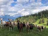 chèvres de l'Alpage