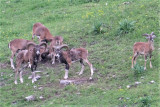 La bourri mouflon La bourri mouflon