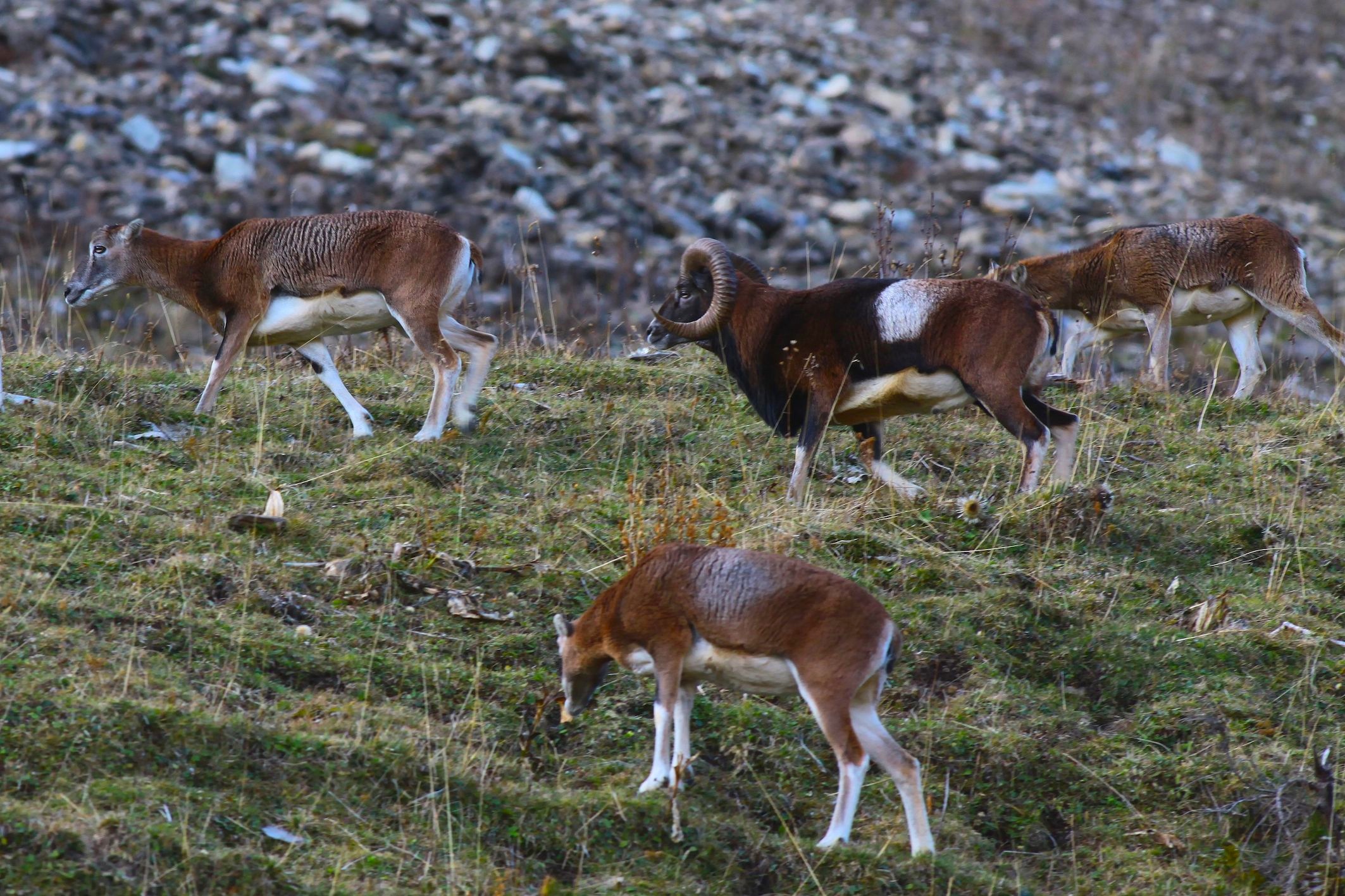 mouflon-rut-0734-copie-1974