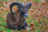 Fête du Mouflon