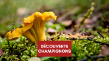 decouverte_des_champignons.png