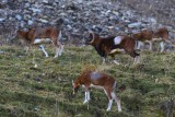 mouflon-rut-0734-copie-1974