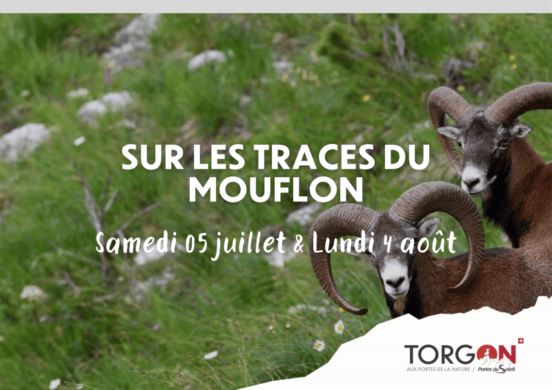 Sur les traces du Mouflon_Torgon