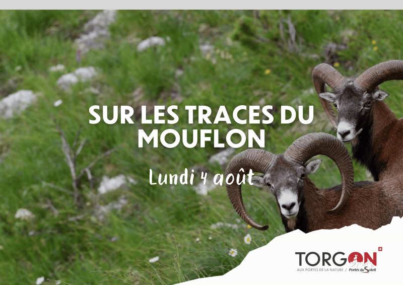 Sur les traces du Mouflon_Torgon
