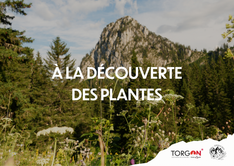 Fête de la Nature 2026 - À l'écoute des plantes_Torgon