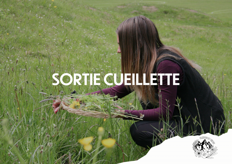 Sortie Cueillette_Torgon