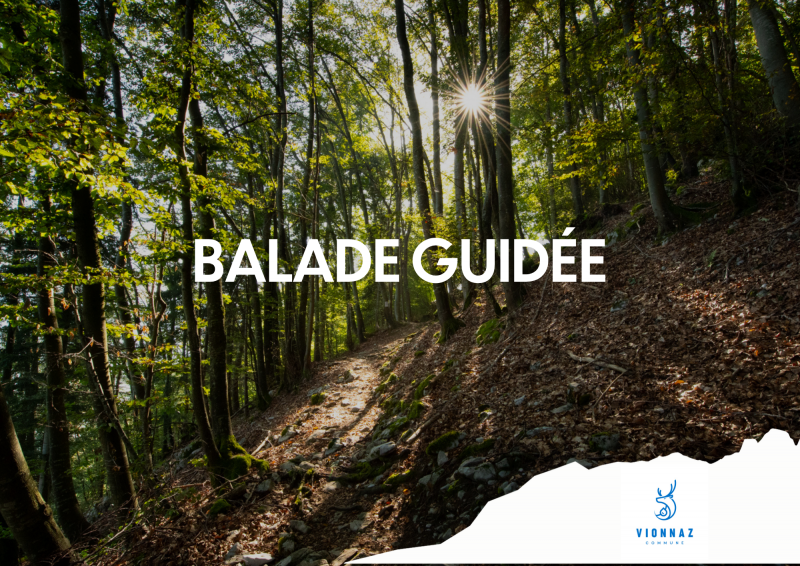 Balade guidée_Torgon