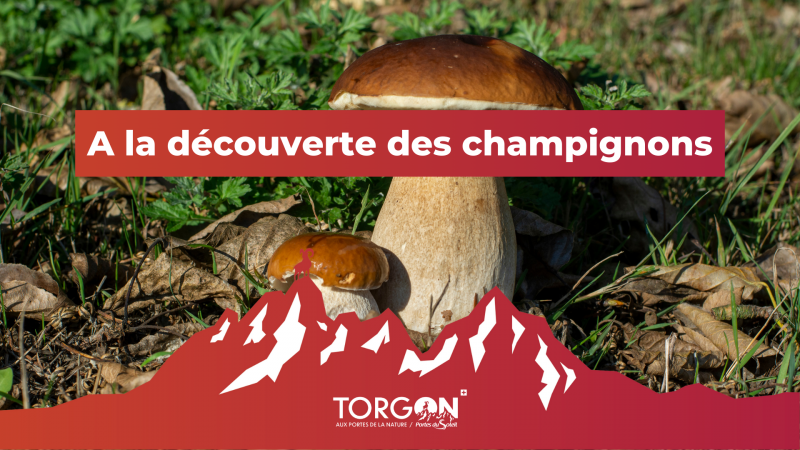 a_la_decouverte_des_champignons.png