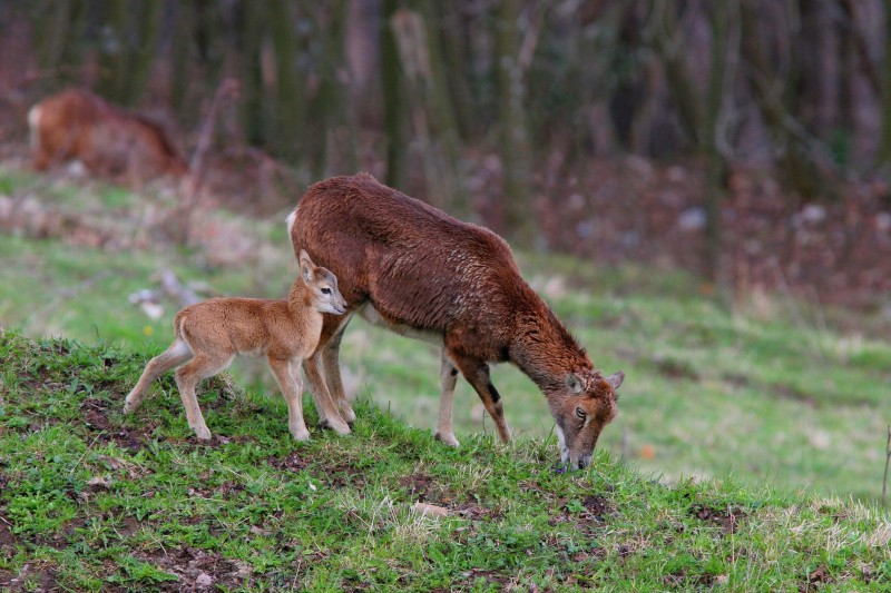 mouflon-5721-jpgcopie-1975