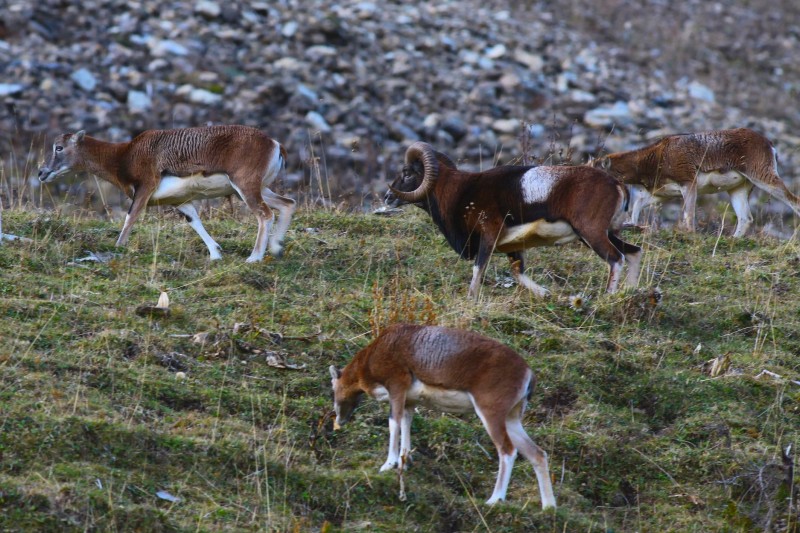 mouflon-rut-0734-copie-1974